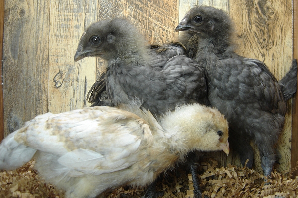 4 Pullet Chicks Week 3 - Steel Blue & Easter Egger